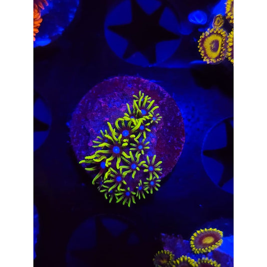 Green Star Polyp WYSIWYG!