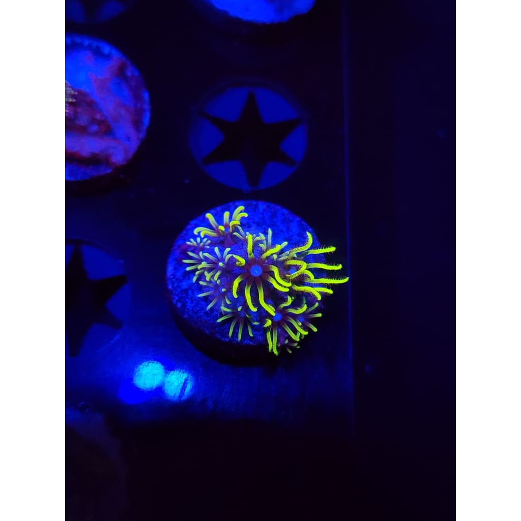 Green Star Polyp WYSIWYG!