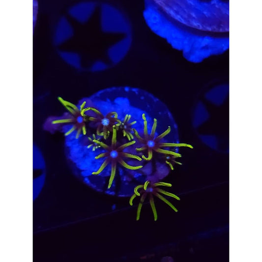 Green Star Polyp WYSIWYG!