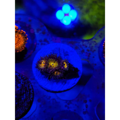 Grim Reaper Morph Zoanthid Frag WYSIWYG!