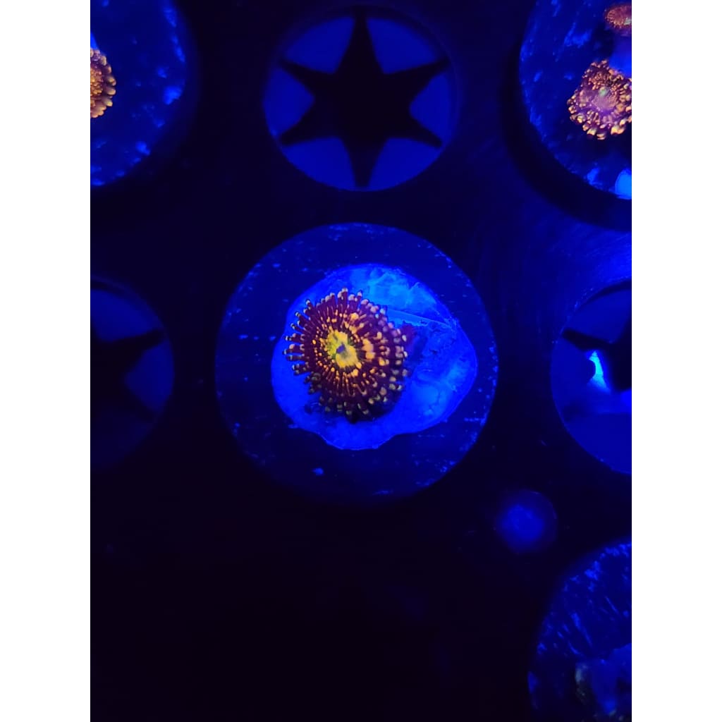 Grim Reaper Zoanthid Frag WYSIWYG!