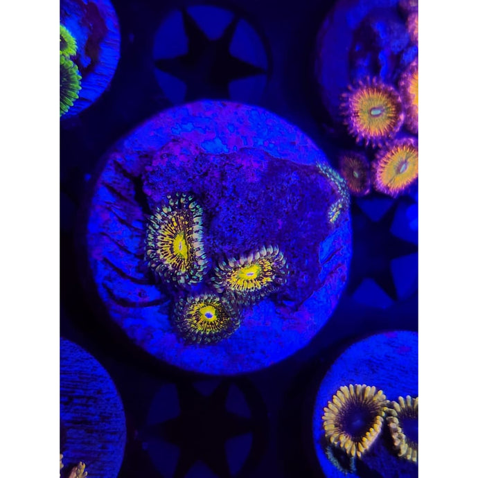 Grim Reaper Zoanthid Frag WYSIWYG!