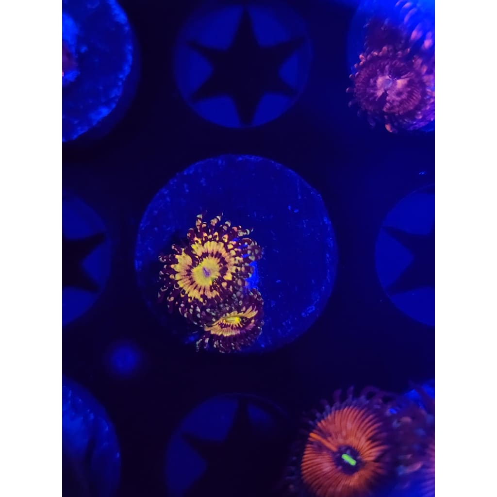 Grim Reaper Zoanthid Frag WYSIWYG!