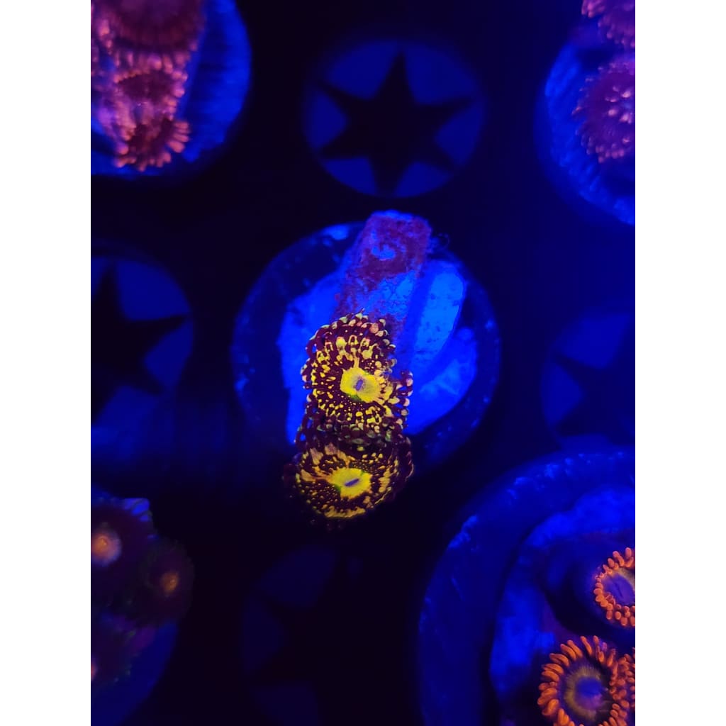Grim Reaper Zoanthid Frag WYSIWYG!