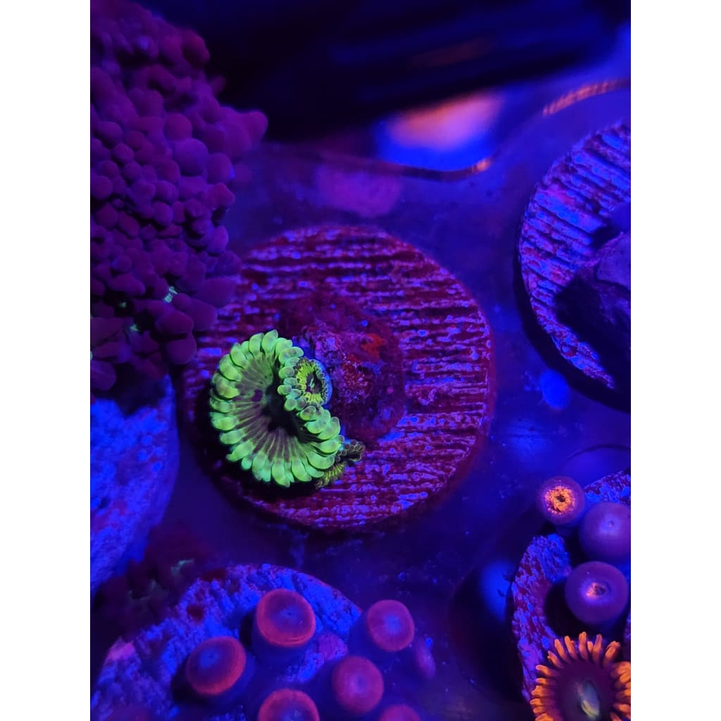 Grinch Zoanthid Frag WYSIWYG!