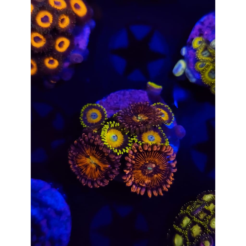 Halle Berry/Scrambled Egg Zoanthid Frag WYSIWYG!