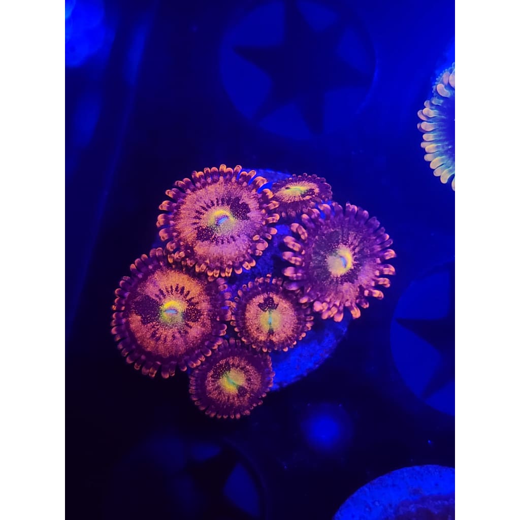 Halle Berry Zoanthid Frag WYSIWYG!