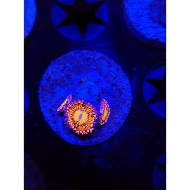 Halle Berry Zoanthid Frag WYSIWYG!