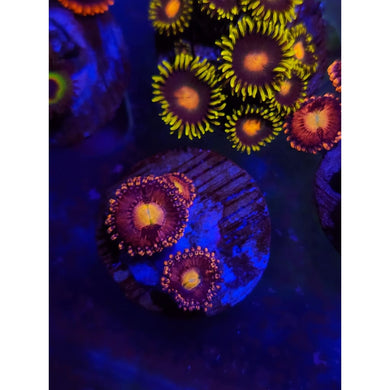 Halle Berry Zoanthid Frag WYSIWYG!