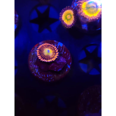 Halle Berry Zoanthid Frag WYSIWYG!