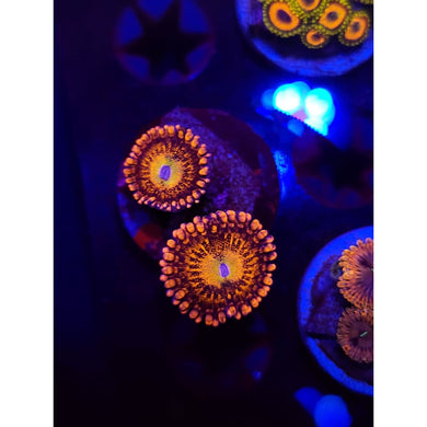 Halle Berry Zoanthid Frag WYSIWYG!