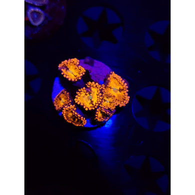 Halle Berry Zoanthid Frag WYSIWYG!