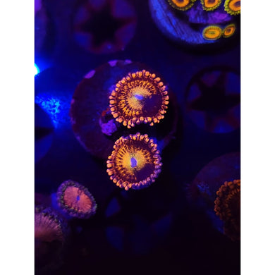 Halle Berry Zoanthid Frag WYSIWYG!