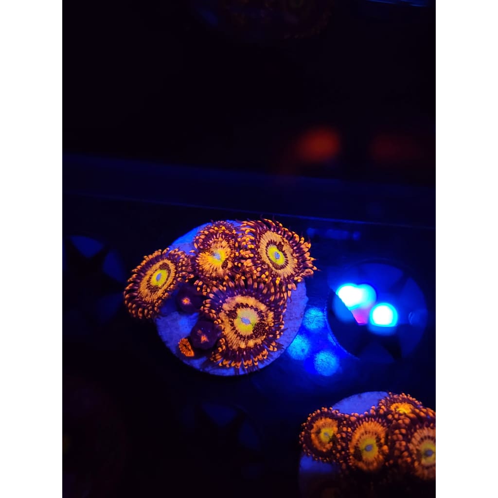 Halle Berry Zoanthid Frag WYSIWYG!