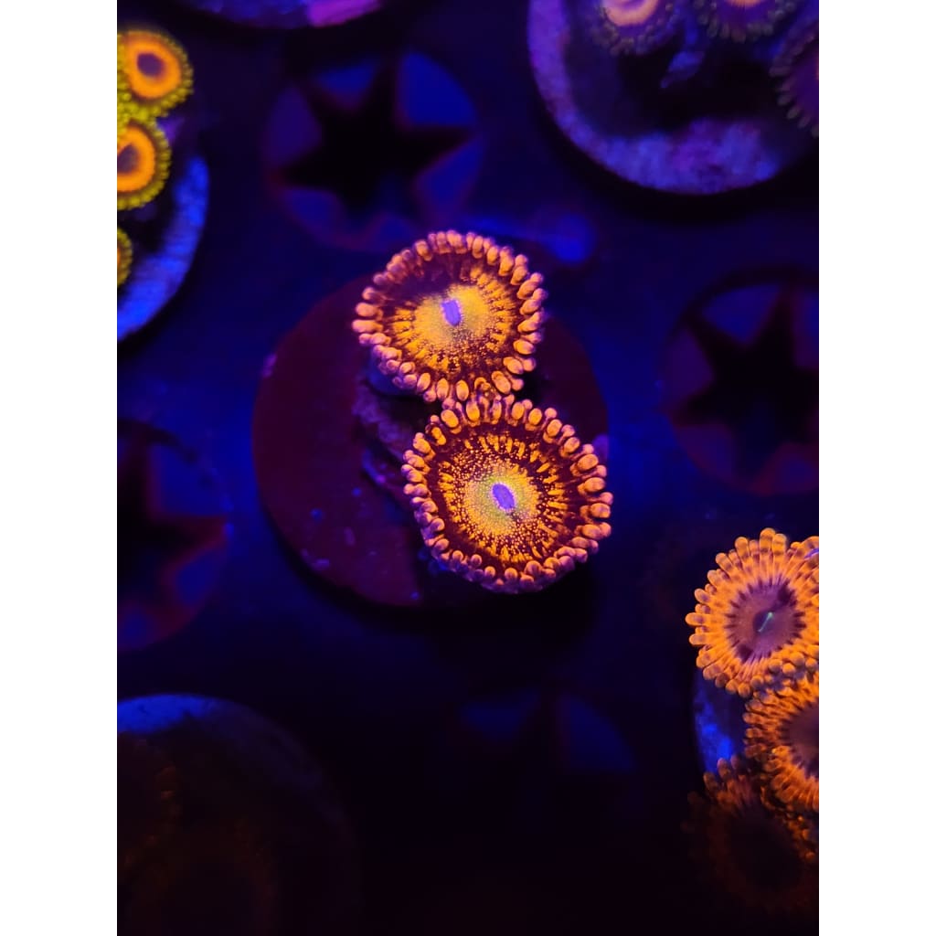 Halle Berry Zoanthid Frag WYSIWYG!