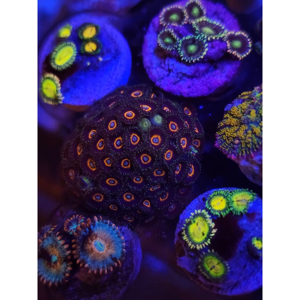 Halloween Hornet Zoanthid Frag WYSIWYG!