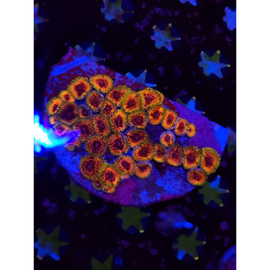 Hallucination Zoanthid Colony WYSIWYG!