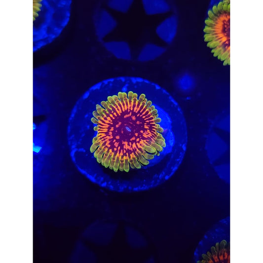 Hallucination Zoanthid Frag WYSIWYG!