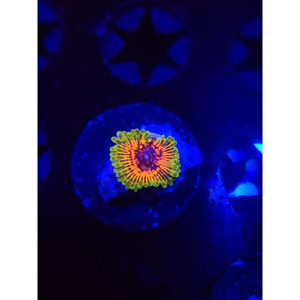 Hallucination Zoanthid Frag WYSIWYG!