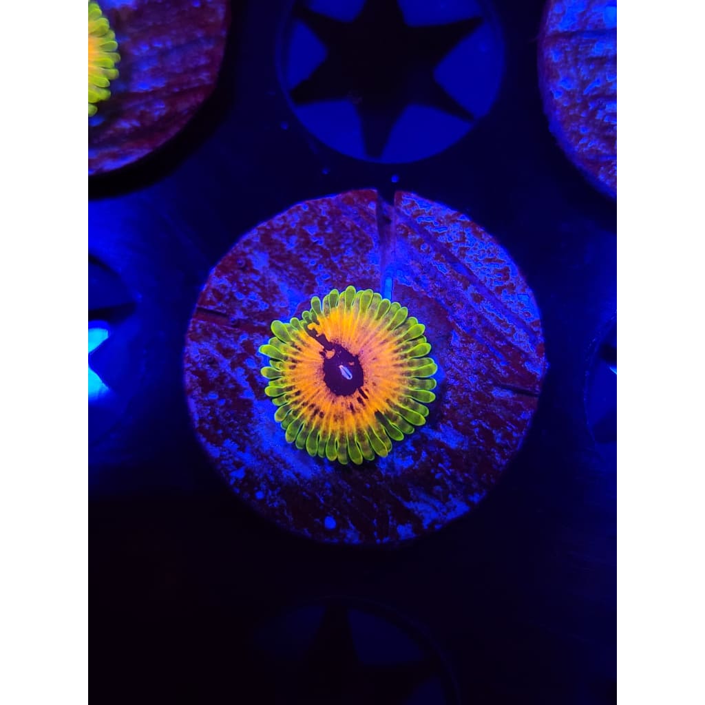 Hallucination Zoanthid Frag WYSIWYG!