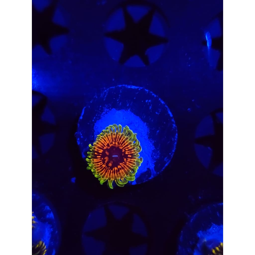 Hallucination Zoanthid Frag WYSIWYG!