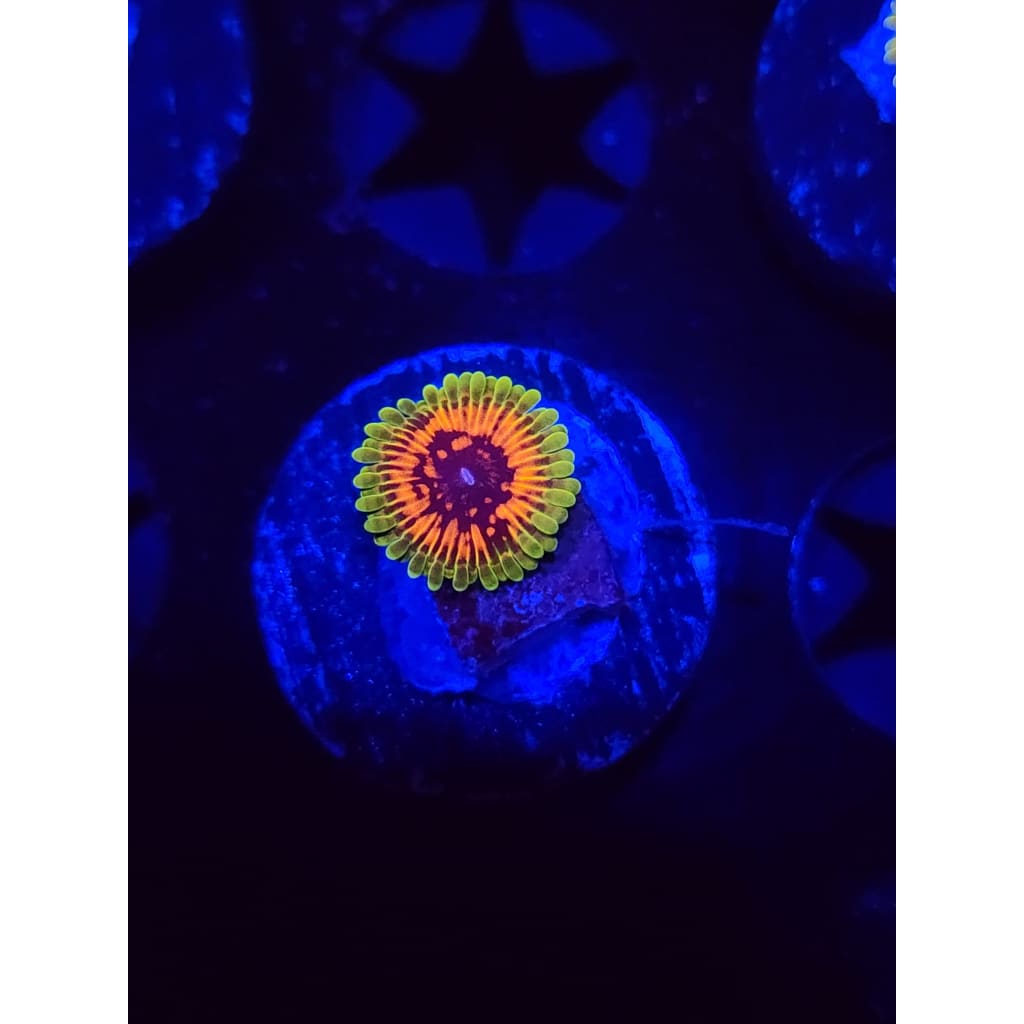 Hallucination Zoanthid Frag WYSIWYG!