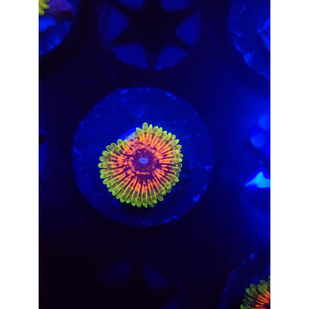 Hallucination Zoanthid Frag WYSIWYG!