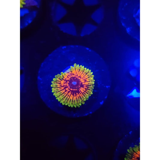 Hallucination Zoanthid Frag WYSIWYG!