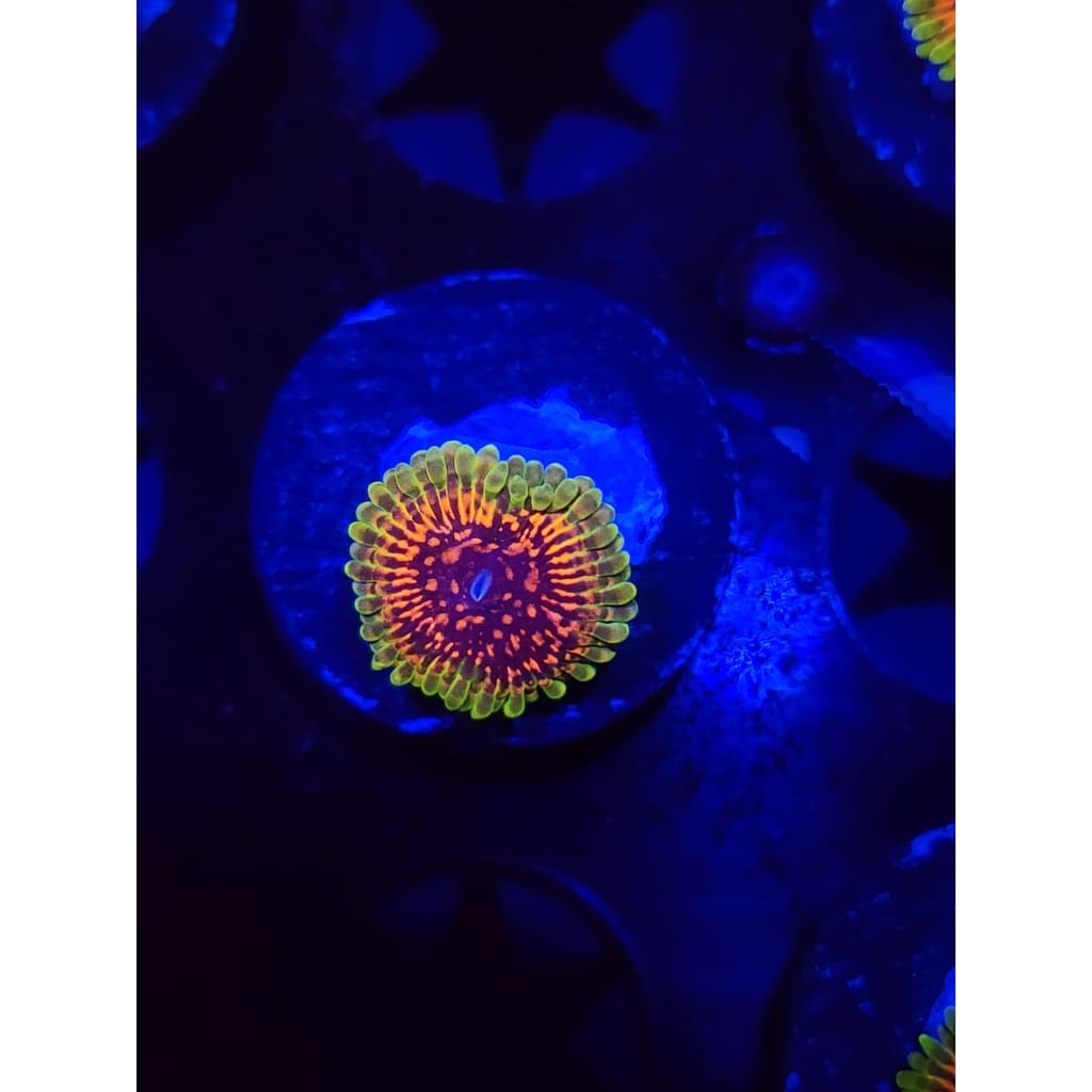Hallucination Zoanthid Frag WYSIWYG!