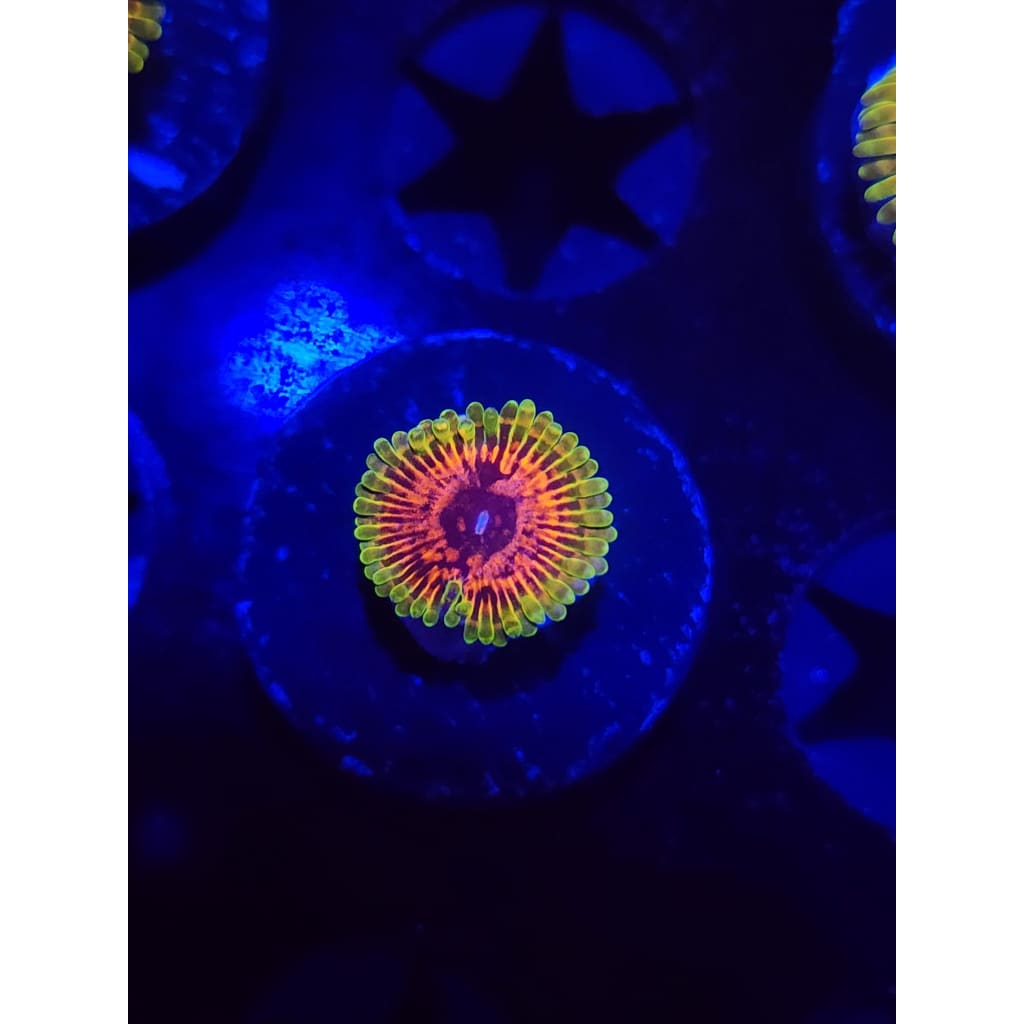 Hallucination Zoanthid Frag WYSIWYG!