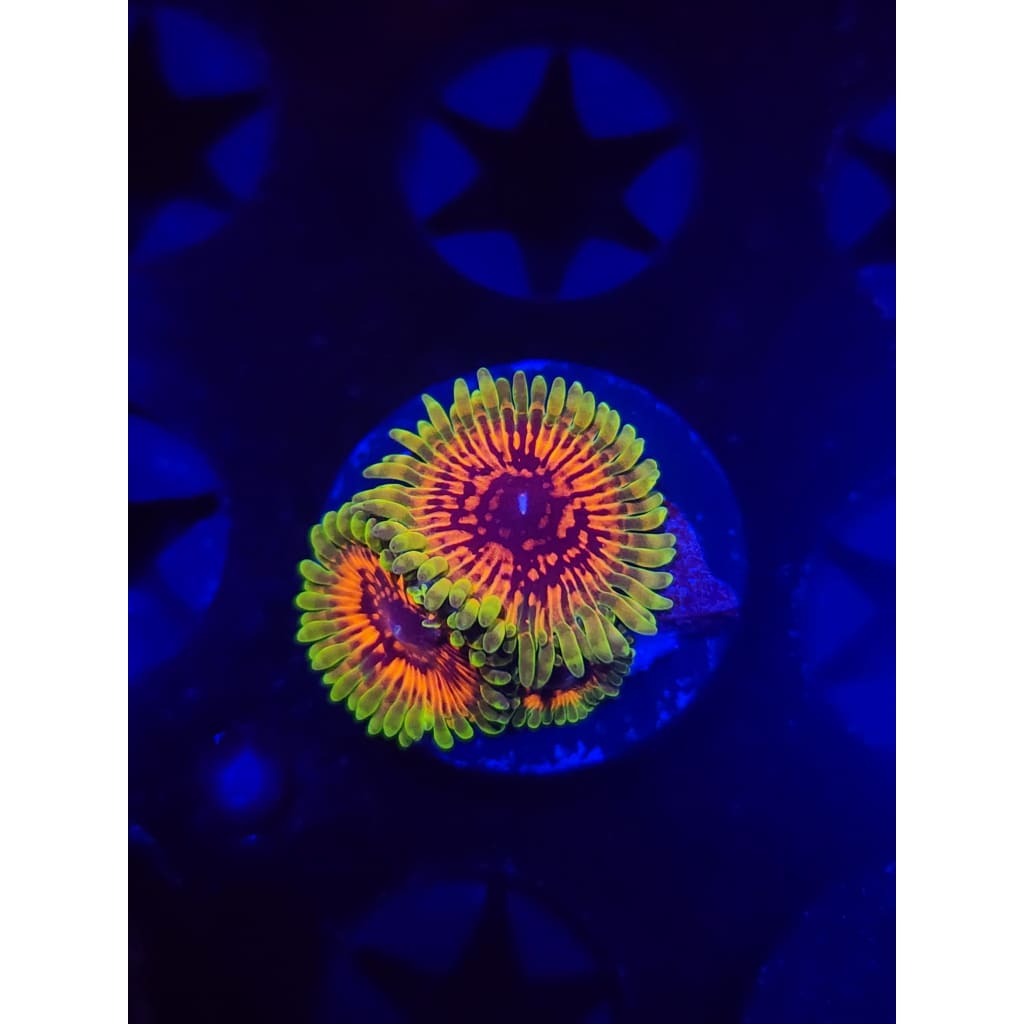 Hallucination Zoanthid Frag WYSIWYG!