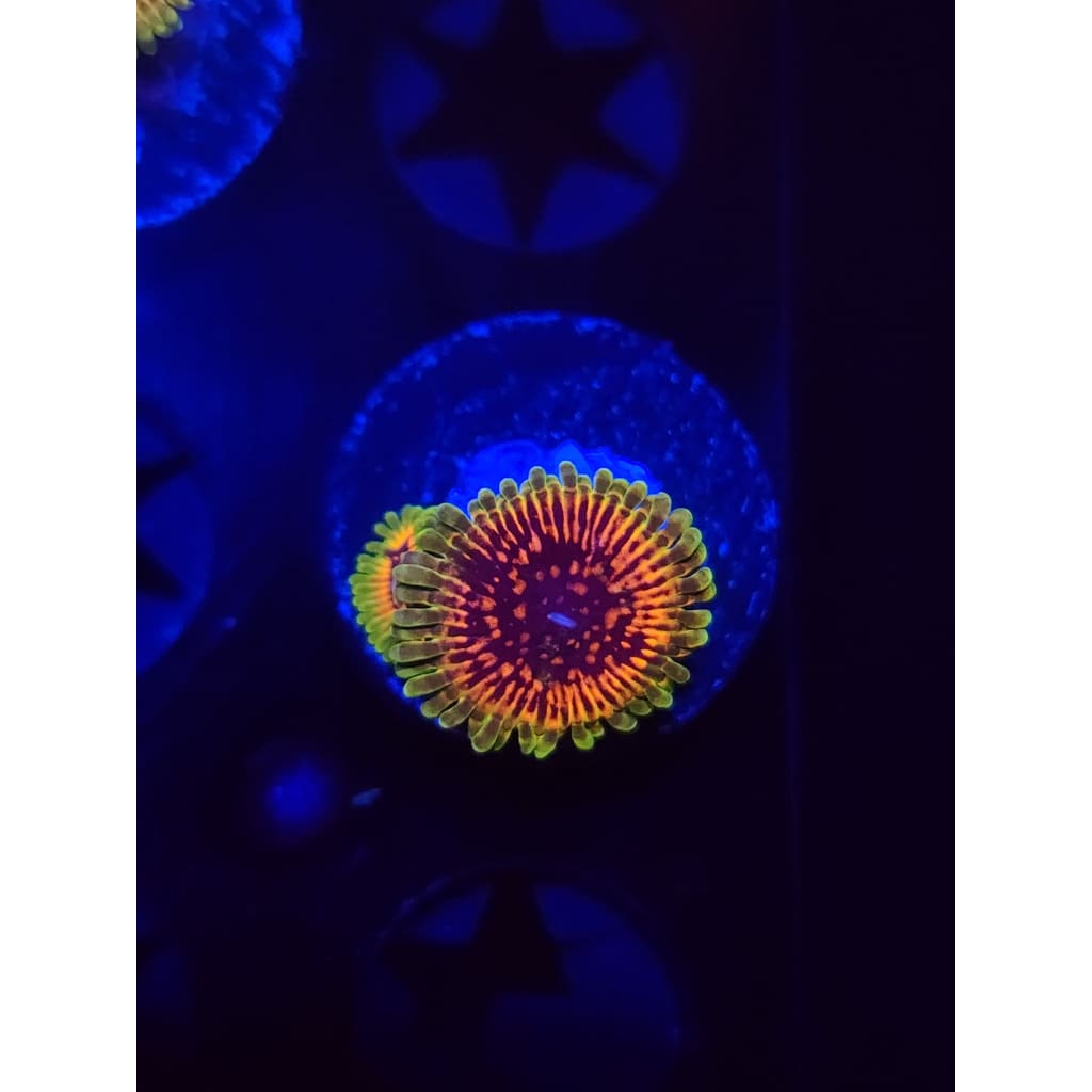 Hallucination Zoanthid Frag WYSIWYG!