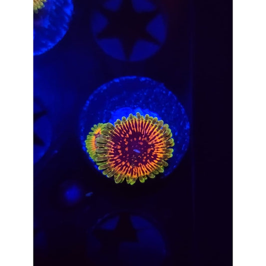 Hallucination Zoanthid Frag WYSIWYG!