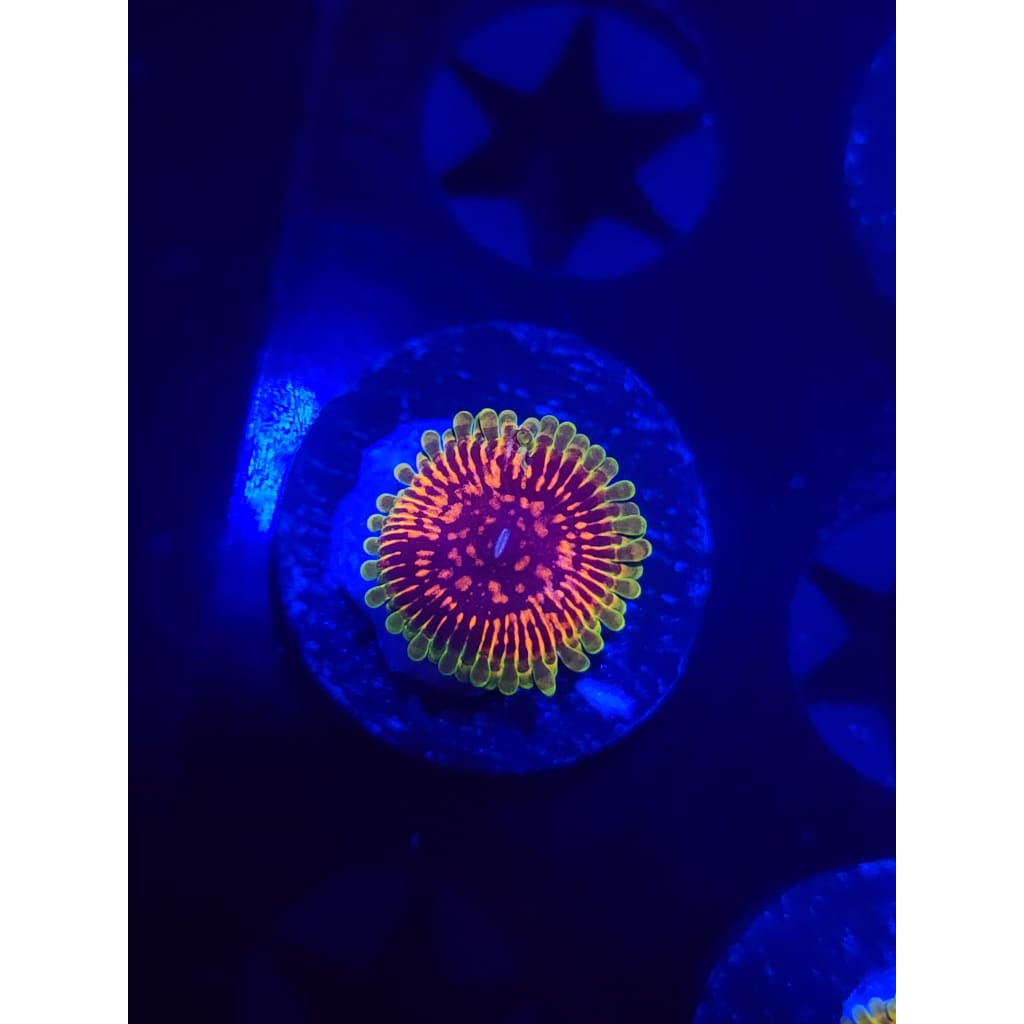 Hallucination Zoanthid Frag WYSIWYG!