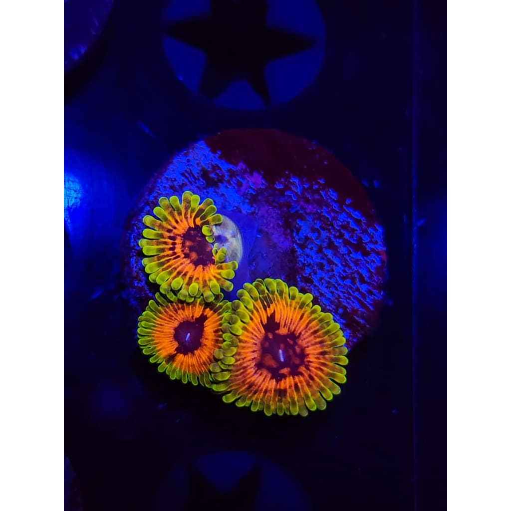 Hallucination Zoanthid Frag WYSIWYG!