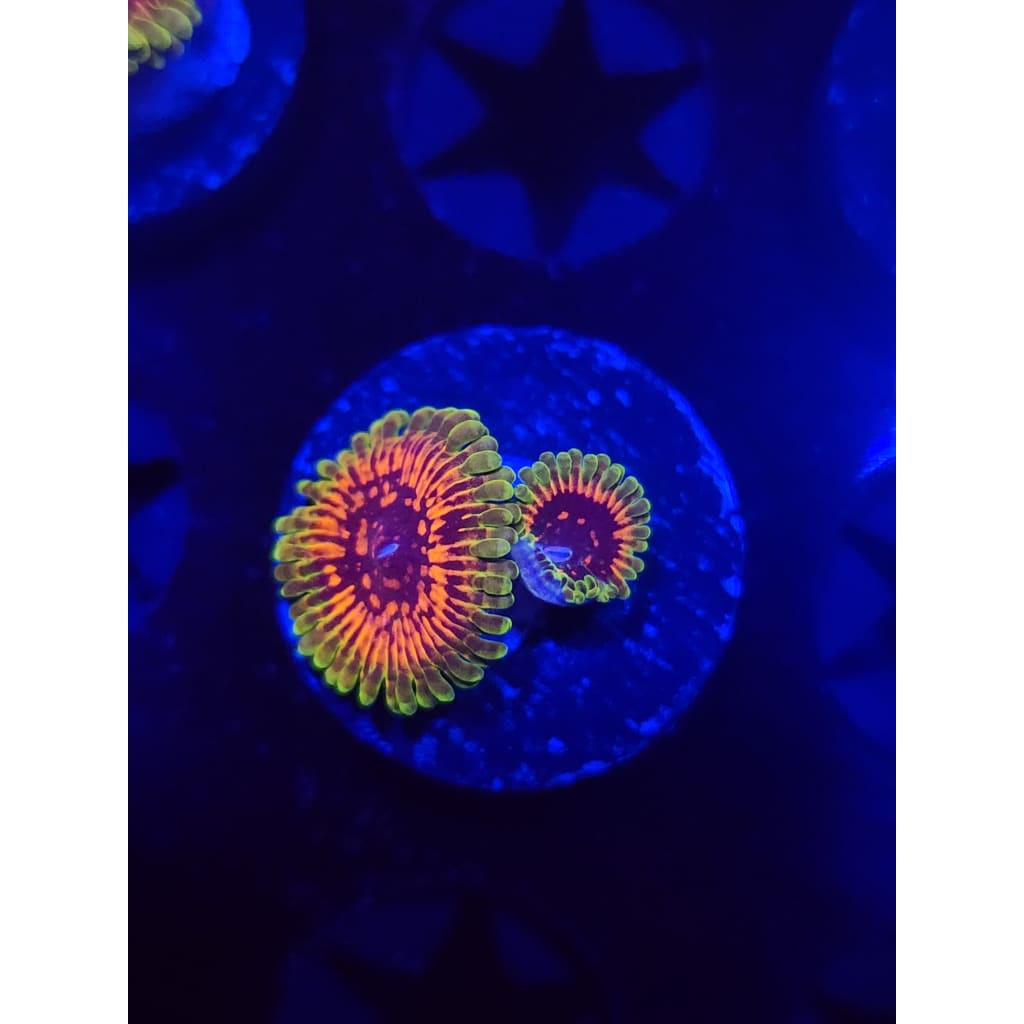 Hallucination Zoanthid Frag WYSIWYG!