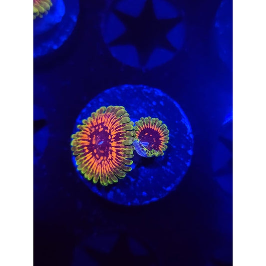 Hallucination Zoanthid Frag WYSIWYG!