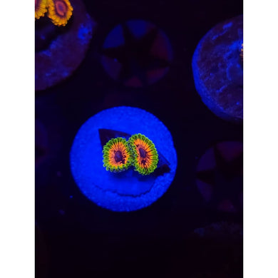 Hallucination Zoanthid Frag WYSIWYG!