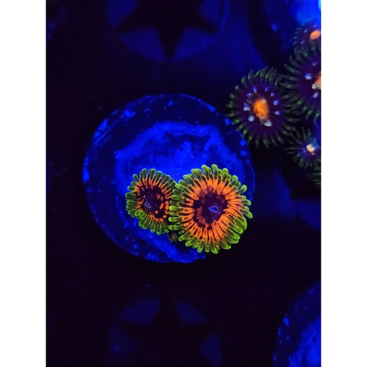 Hallucination Zoanthid Frag WYSIWYG!