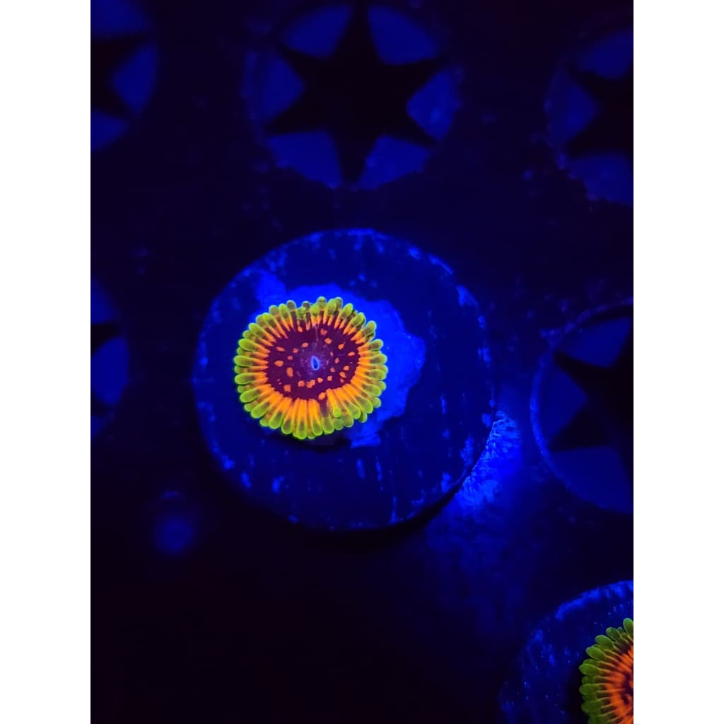Hallucination Zoanthid Frag WYSIWYG!
