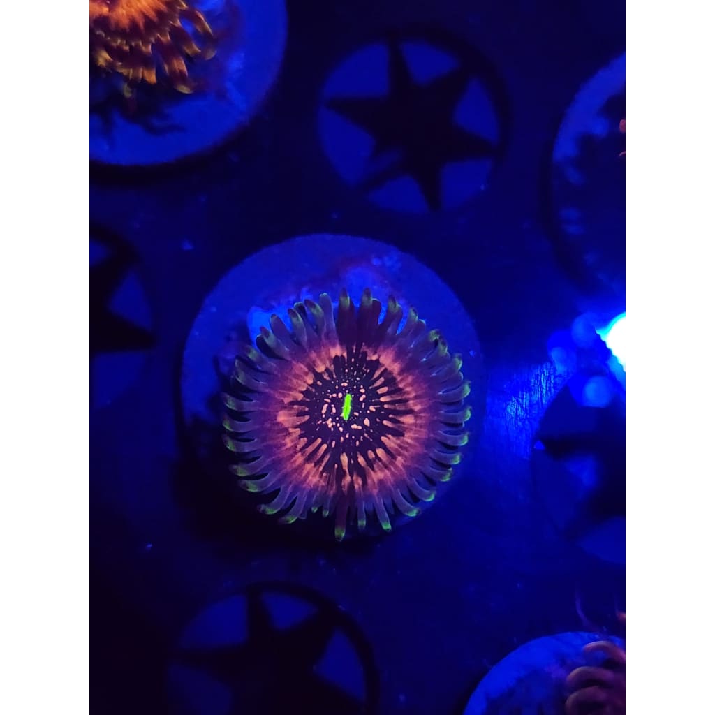 Hawaiian Ding Dang Zoanthid Frag WYSIWYG!