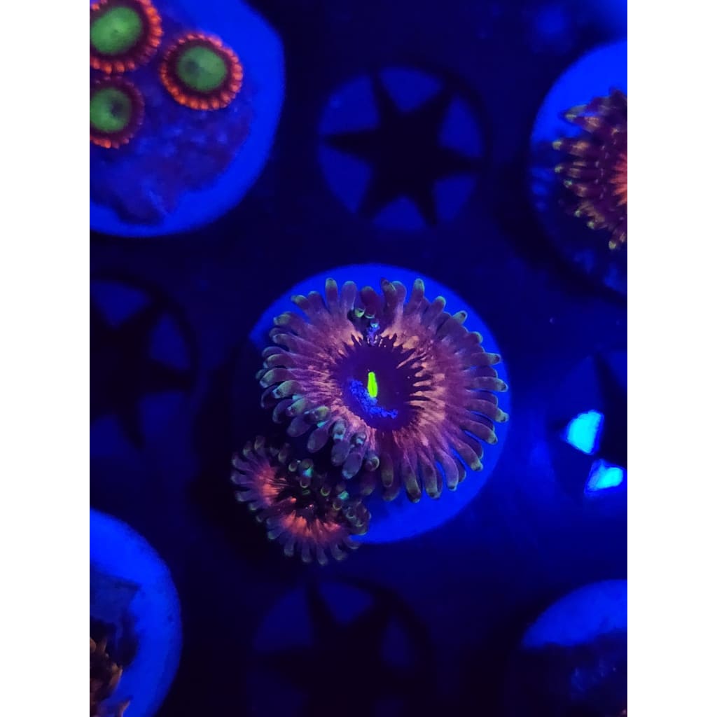Hawaiian Ding Dang Zoanthid Frag WYSIWYG!