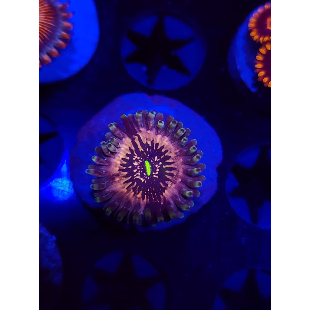 Hawaiian Ding Dang Zoanthid Frag WYSIWYG!