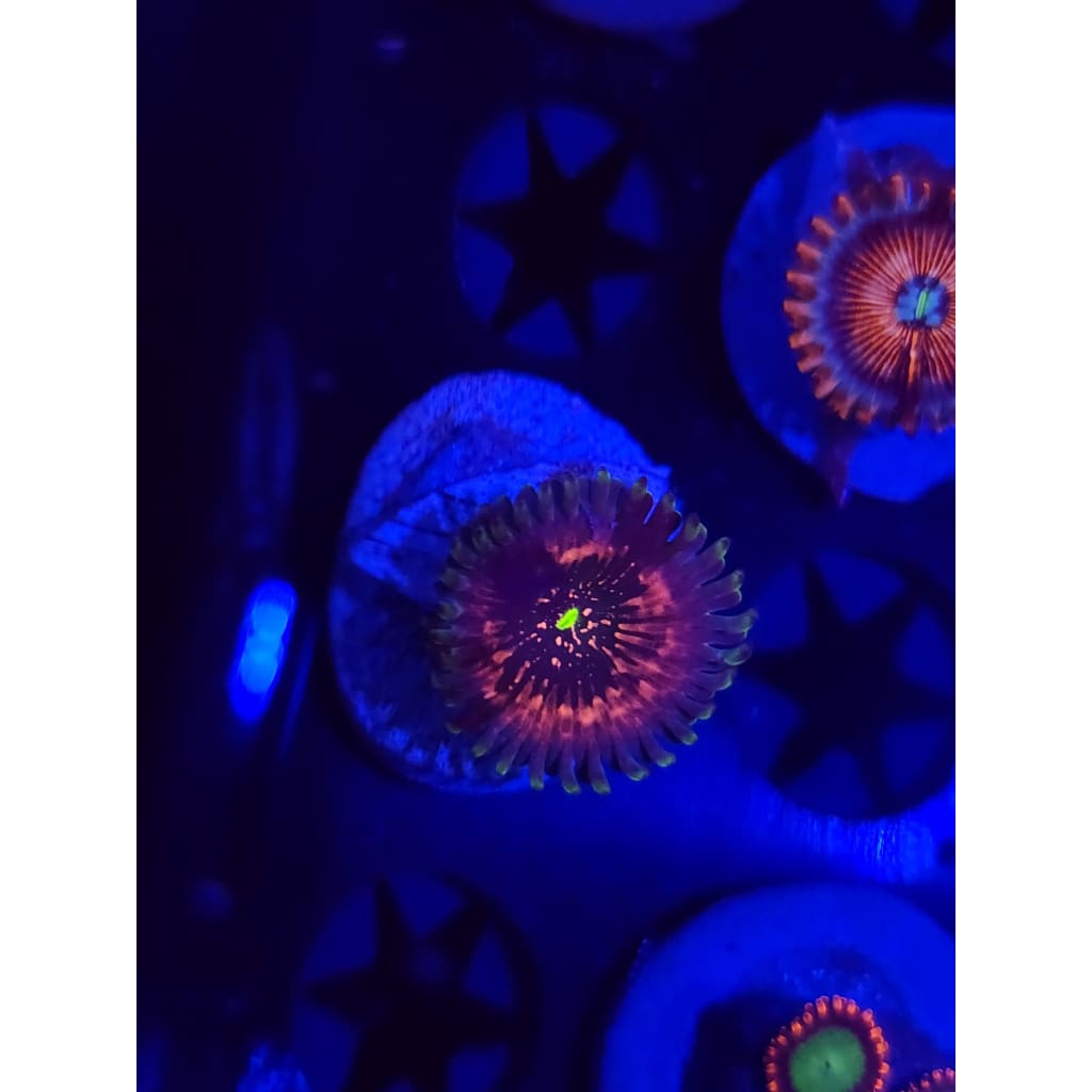 Hawaiian Ding Dang Zoanthid Frag WYSIWYG!