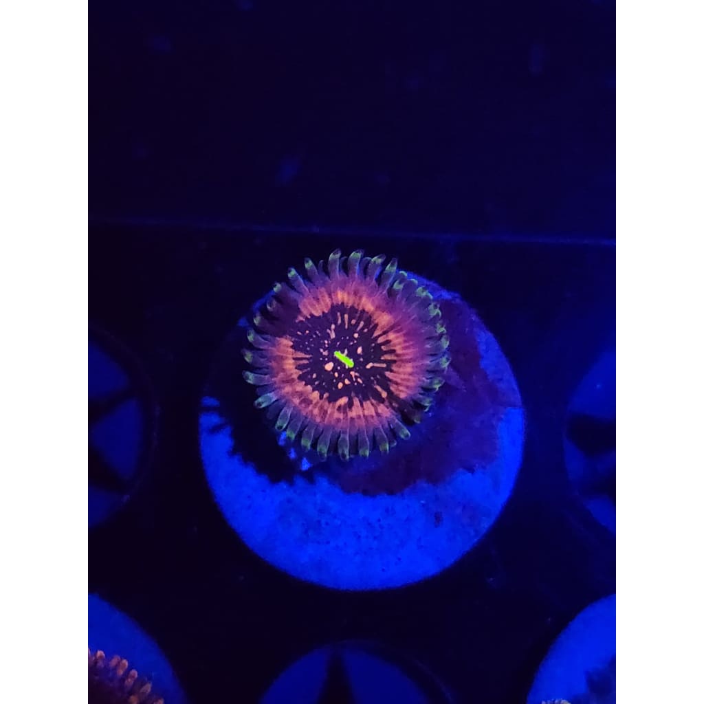 Hawaiian Ding Dang Zoanthid Frag WYSIWYG!