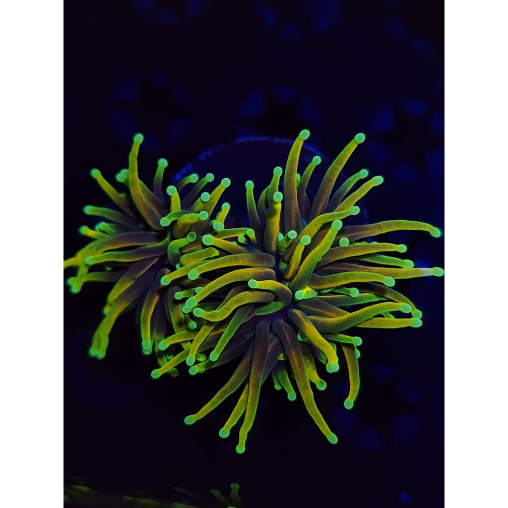 Hellfire Torch Coral WYSIWYG!