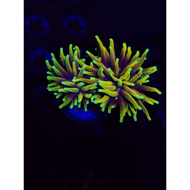 Hellfire Torch Coral WYSIWYG!
