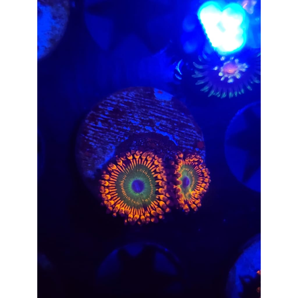 Hephaestus Zoanthid Frag WYSIWYG!