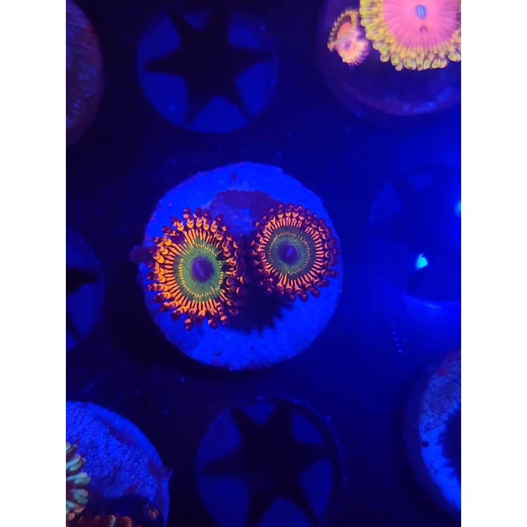 Hephaestus Zoanthid Frag WYSIWYG!