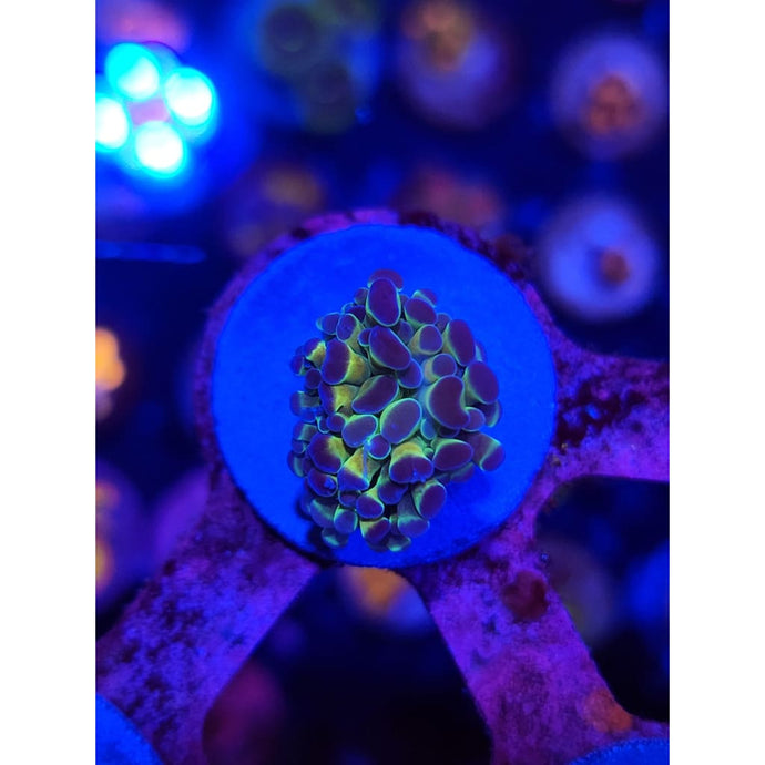 Hologram Hammer Coral WYSIWYG!
